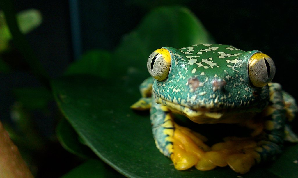 markmandica's tweet photo. #PrettyFrog
Fringed Leaf Frog, #Cruziohyla craspedopus wondering why I am always taking pictures of her.
I can't help myself, she's gorgeous
#LeafFrog #AmphibiousAF https://t.co/ZsHdbeRVUW