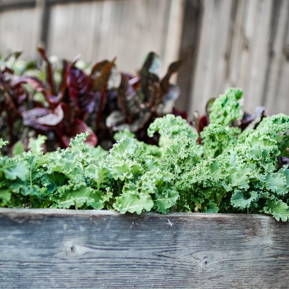 CMHsocial's tweet photo. Choose a healthier option—grown right at home (and eat for free).

Wanna go plant-based? Three Game-changers I Wish I Knew Before Going Plant-based will get you started. It’s FREE here: https://t.co/vXqnypCBnG https://t.co/WT5L2s9dM3