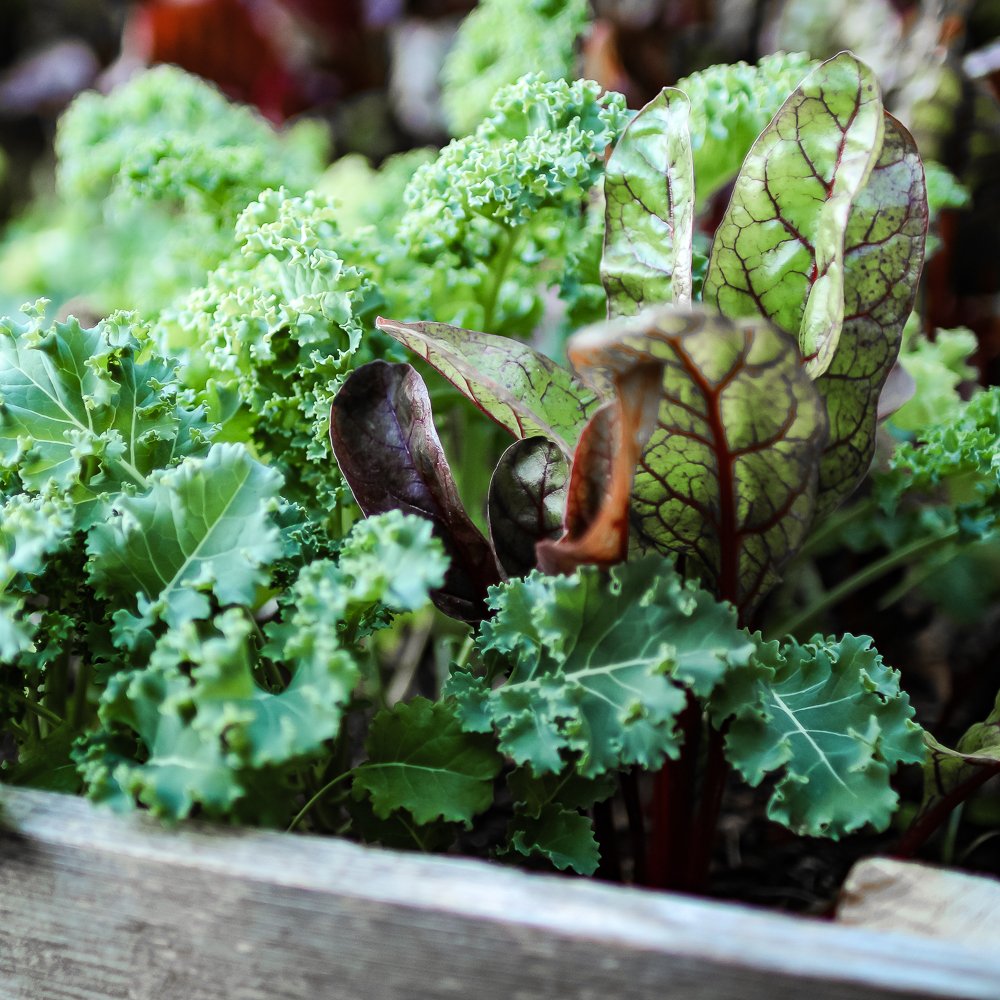 CMHsocial's tweet photo. Choose a healthier option—grown right at home (and eat for free).

Wanna go plant-based? Three Game-changers I Wish I Knew Before Going Plant-based will get you started. It’s FREE here: https://t.co/vXqnypCBnG https://t.co/WT5L2s9dM3