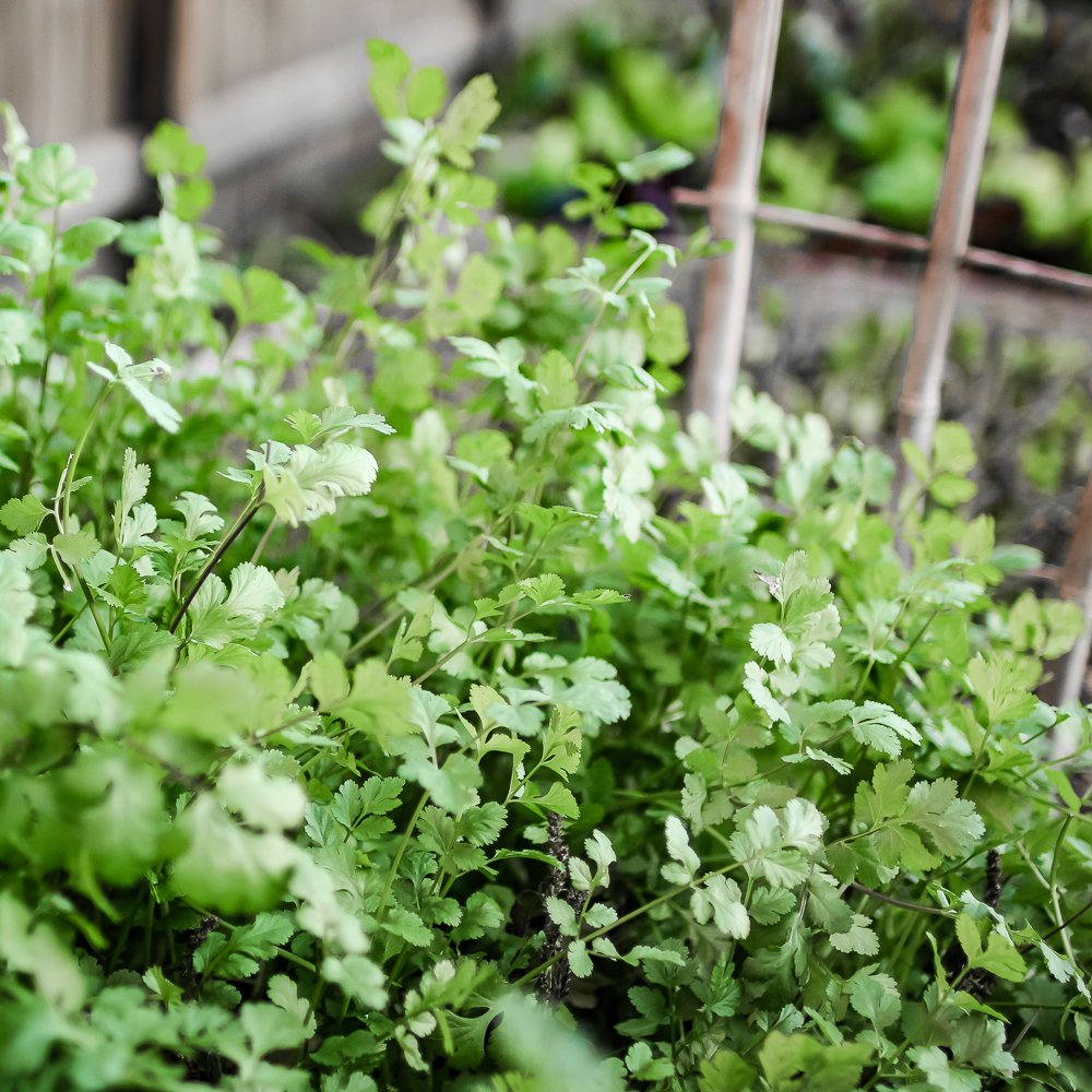 CMHsocial's tweet photo. Choose a healthier option—grown right at home (and eat for free).

Wanna go plant-based? Three Game-changers I Wish I Knew Before Going Plant-based will get you started. It’s FREE here: https://t.co/vXqnypCBnG https://t.co/WT5L2s9dM3