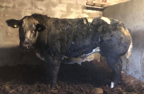 progressivegen's tweet photo. Bullock sired for Forever Brill TVR off of Boroside Glenda (dam of Jagerbomb).
#PGBred #IrelandGenetics #AgIE #calving18 #Farm #Sucklers #Agriculture #CountryLife#Cows #CowLife #CowsOfInstagram #ShowLife #ShowCattle #FarmIreland #BelgianBlue #PrestigeBeef https://t.co/uecDXG4KBb