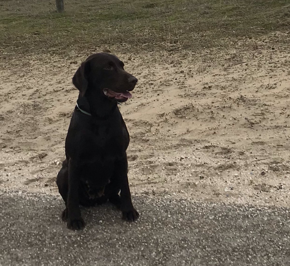 Kom je thuis heeft hondlief 🐶 de home made erwtensoep alvast opgegeten ... grrr. En er is er maar èèn schuldig #maggie 😍