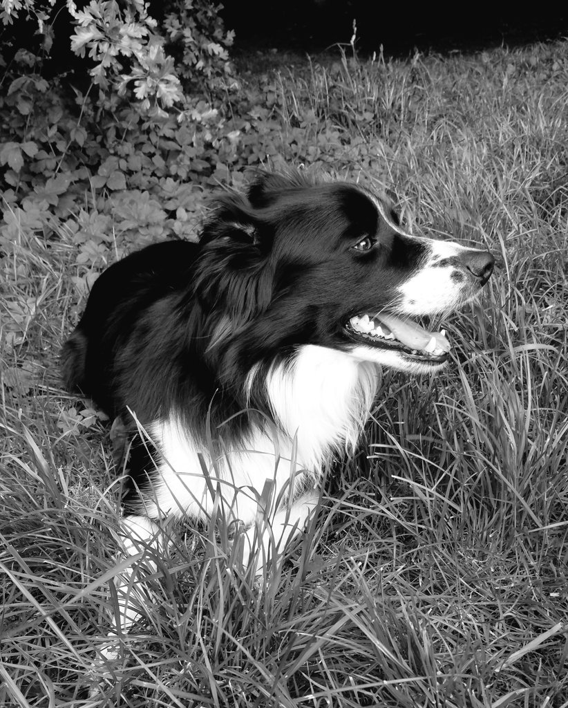 ldumar's tweet image. Well we only made it to number 7 so here are some of my mom's fave photos to cheer us up.. . #top100dogs @Benfogle