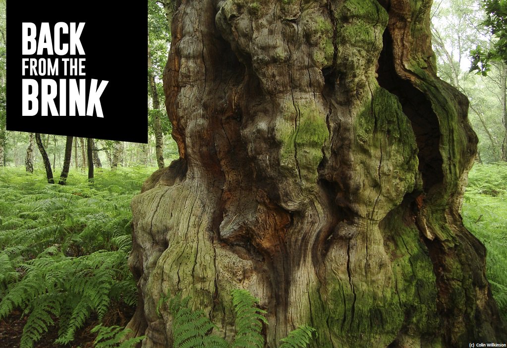 NatureBftB's tweet image. Over 2,000 species in the UK rely on ancient trees...

We're spreading the love this week by asking you all to tag us in your photos of old trees.
Tag @NatureBftB &amp;amp; #ourancients.
Wildlife relies on the nooks &amp;amp; crannies, on the decaying wood... From bats to fungi!
@Buzz_dont_tweet