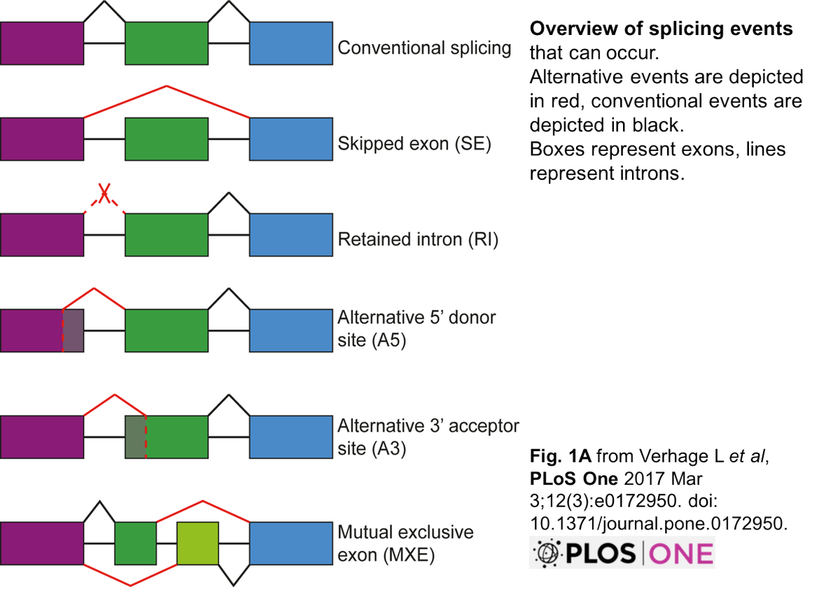 BiomedRevon's tweet photo. How alternative #splicing drives #cancerogenesis: #Splicingfactor SRSF1, 
overexpressed in many #cancers, causes >1300 AS events in #gliomas (esp. skipped exons).Resulting full-length membrane MYO1B accelerates 
#glioblastoma via PDK/AKT+PAK/LIM #signaling.https://t.co/7kBhNK2mS7 https://t.co/aVWCrnUC9V