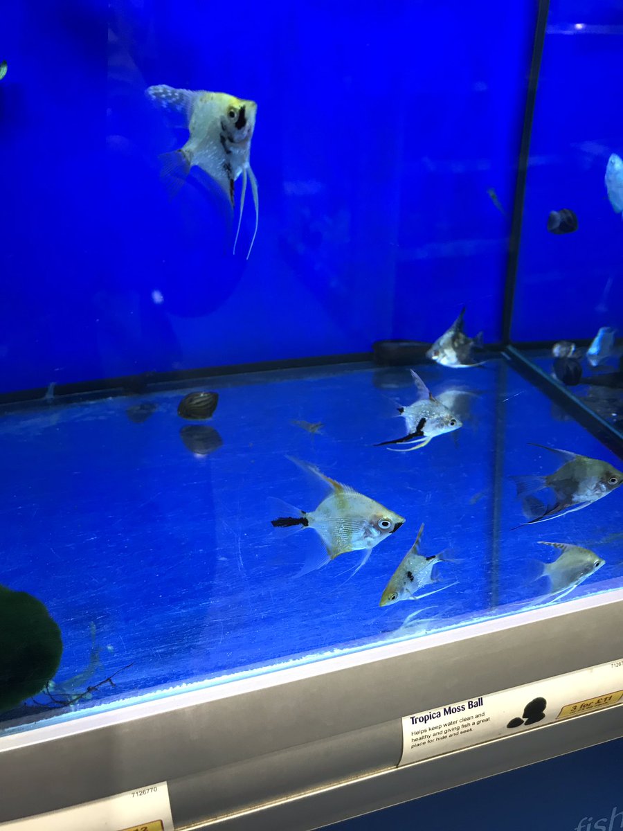 3rd Fife Scout Group tweet media