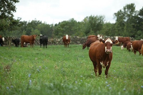 Beef Facts tweet media