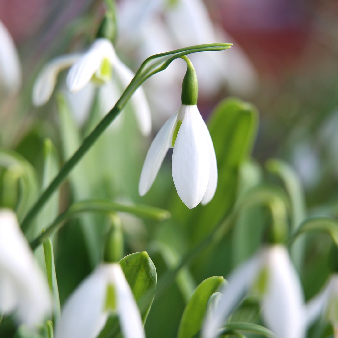EdenProject's tweet image. Who else has spotted their first snowdrops of the year? ❄
