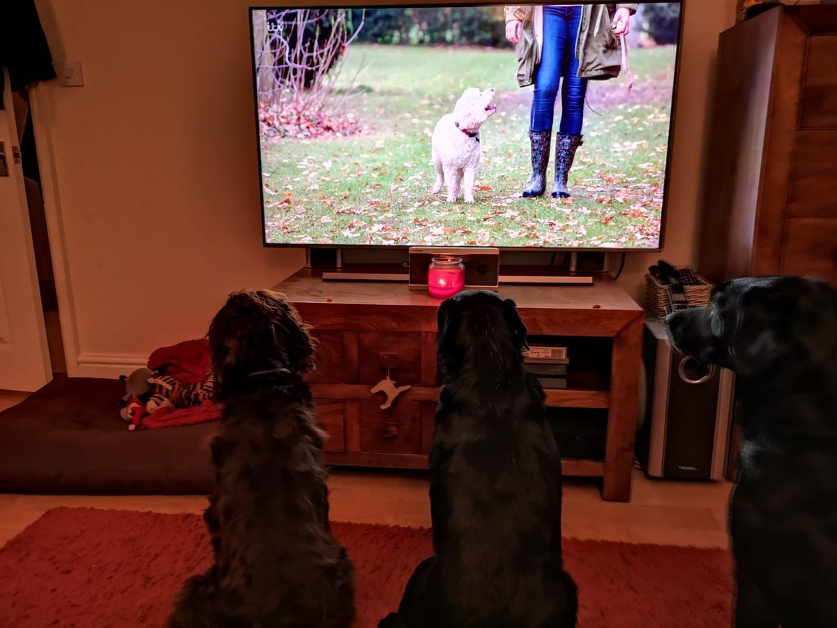 The labs and the spaniel waiting to find out who come out on top in #britainstop100dogs #top100dogs