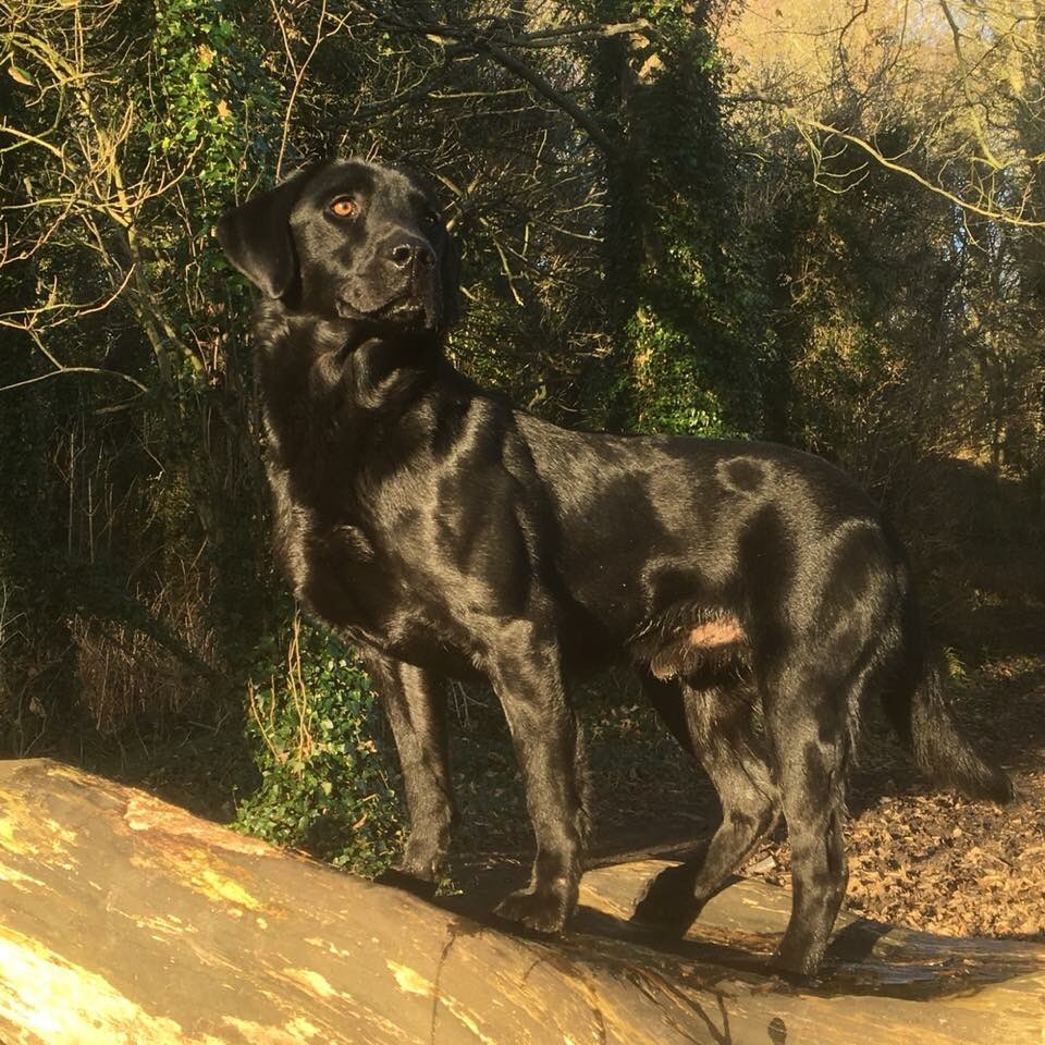 ftch labrador puppies