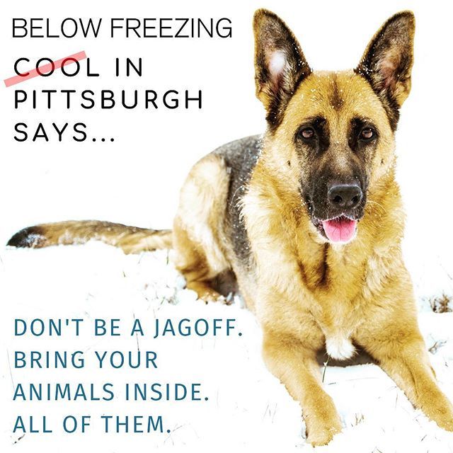 Double-digit negative wind chills. PLEASE keep your animals warm and safe. #dontbeajagoff #animalwelfare #pittsburghanimalrescueleague bit.ly/2RpKaNG