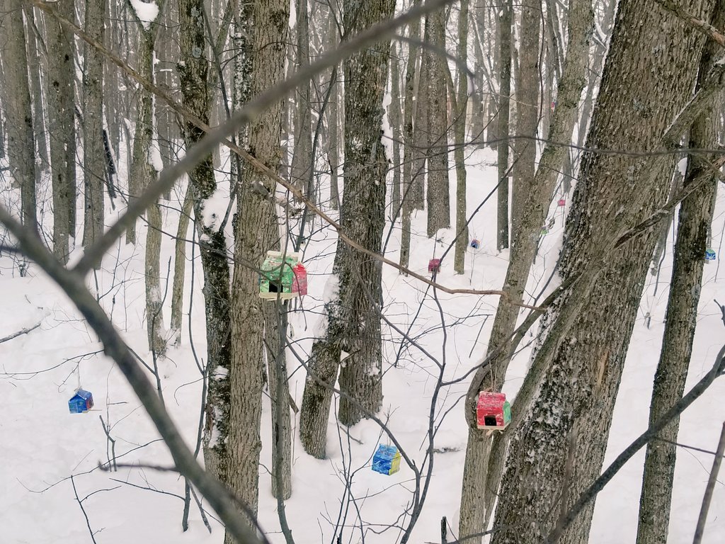 Jeremy LIghtfoot (@jlightfoot16) on Twitter photo Having fun with Ms. Thorpe and Mrs. Wooodrow's class in our school forest. We made feeders, learned about birds in our area, and what they like to eat. We hope they like the yummy snack! #outdoorlearning <a href="/ColdwaterPs/">ColdwaterPS</a> <a href="/lori3ramer/">Lori Wallace</a> Having fun with Ms. Thorpe and Mrs. Wooodrow's class in our school forest. We made feeders, learned about birds in our area, and what they like to eat. We hope they like the yummy snack! #outdoorlearning <a href="/ColdwaterPs/">ColdwaterPS</a> <a href="/lori3ramer/">Lori Wallace</a>