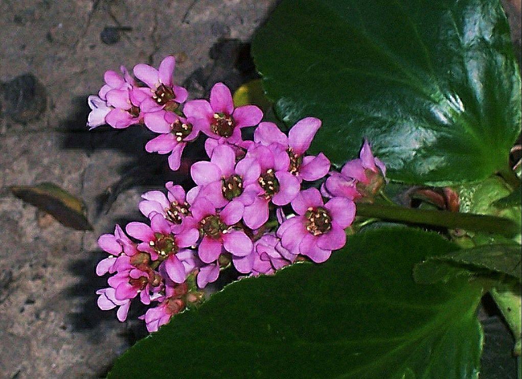 EnthomPhotos's tweet image. BTC ( Bitcoin ) Donation 👉 17fuLzQoGTWtSXLDkbLm1VMPJZMN5RE9yt 👈 🙂  Free download / PMessage to me  🎁 Follow me + Retweet = I Follow Back  🎁  /K29