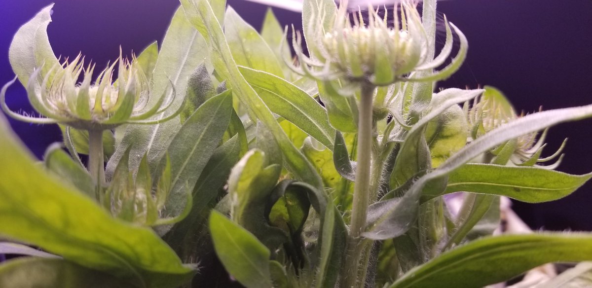 busywerk's tweet photo. #dailygarden https://t.co/U3RDVapyjz