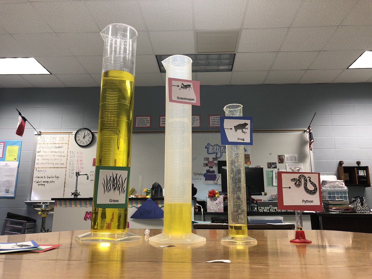 Modeling energy transformations in a food chain today! #science #odms #aliefscience 👩🏽‍🔬🌞➡️🌿➡️🦗➡️🐸➡️🐍 <a href="/AliefScience/">Alief Science</a> <a href="/odms_sci/">ODMS Sci</a>