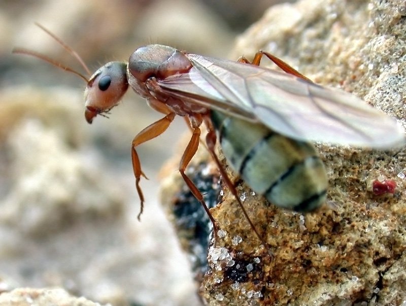 SpecializedPaL's tweet photo. Our latest blog outlines some of the signs of carpenter ants and offers tips for how to prevent and get rid of them from your home. 
https://t.co/GhlMASjo9w
Specialized Pest Control &amp; Lawn Care | (435) 563-2643 | https://t.co/RJgg8L5AY3 https://t.co/zEdA72hG4L