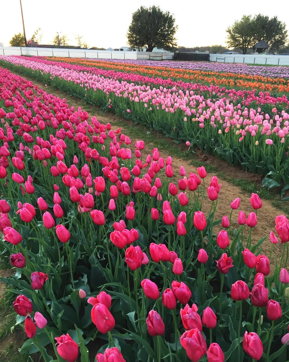Texas_Tulips's tweet photo. 🌷🌷 Retweet if you are planning on going to Texas-Tulips 🌷🌷 https://t.co/WvjPVSG5qA