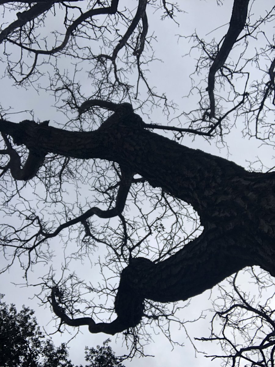 Telaraña hacia el cielo 
#Yeste <a href="/TurismoYeste/">Turismo Yeste</a> 
#CasasRurales #TurismoRural
#Árboles