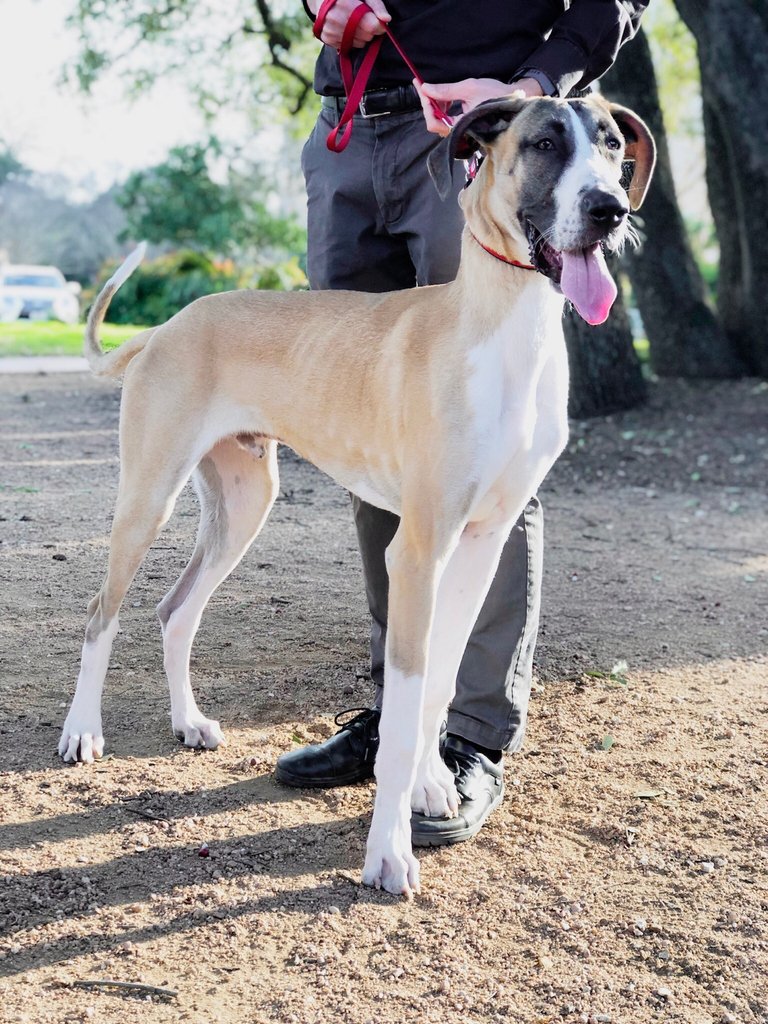 dogfriendlySA's tweet photo. Happy #tongueouttuesday! Met Sammy out at Landa library spot last week. Always love meeting new doggos out and aboutโโand we'd love to meet you! We have our first dog-friendly event coming up next month. Keep your ears perked for more details soon! #dogfriendlysa https://t.co/Ayt7svtt5a