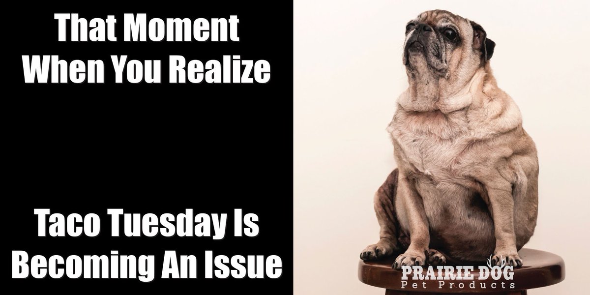 PrairieDogPets's tweet image. #TacoTuesday #dog #dogs #dogslife #dogsoftwitter #dogsofinstagram