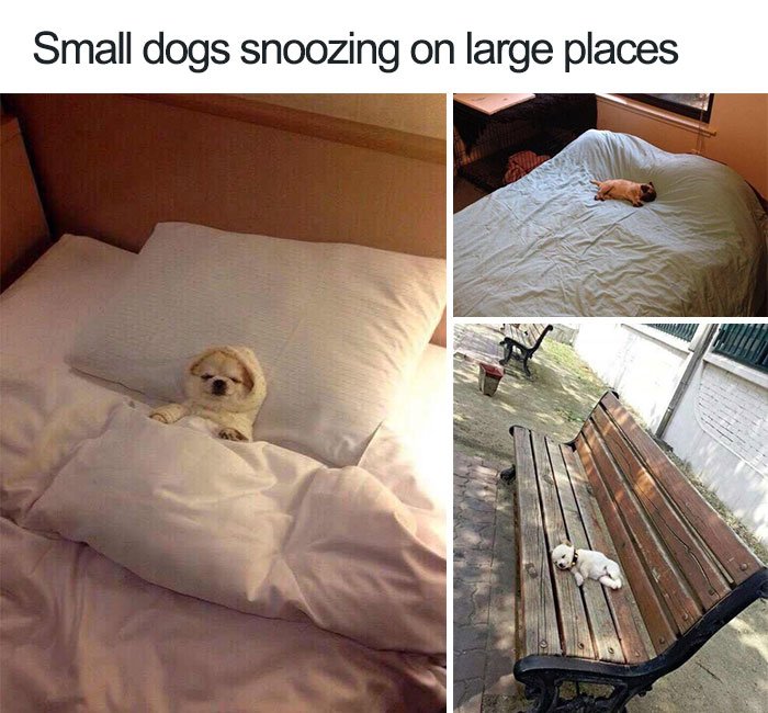 CompanionPetCL's tweet photo. Cuteness for your day: small dogs napping in big spaces! https://t.co/rf3y1rJqpM