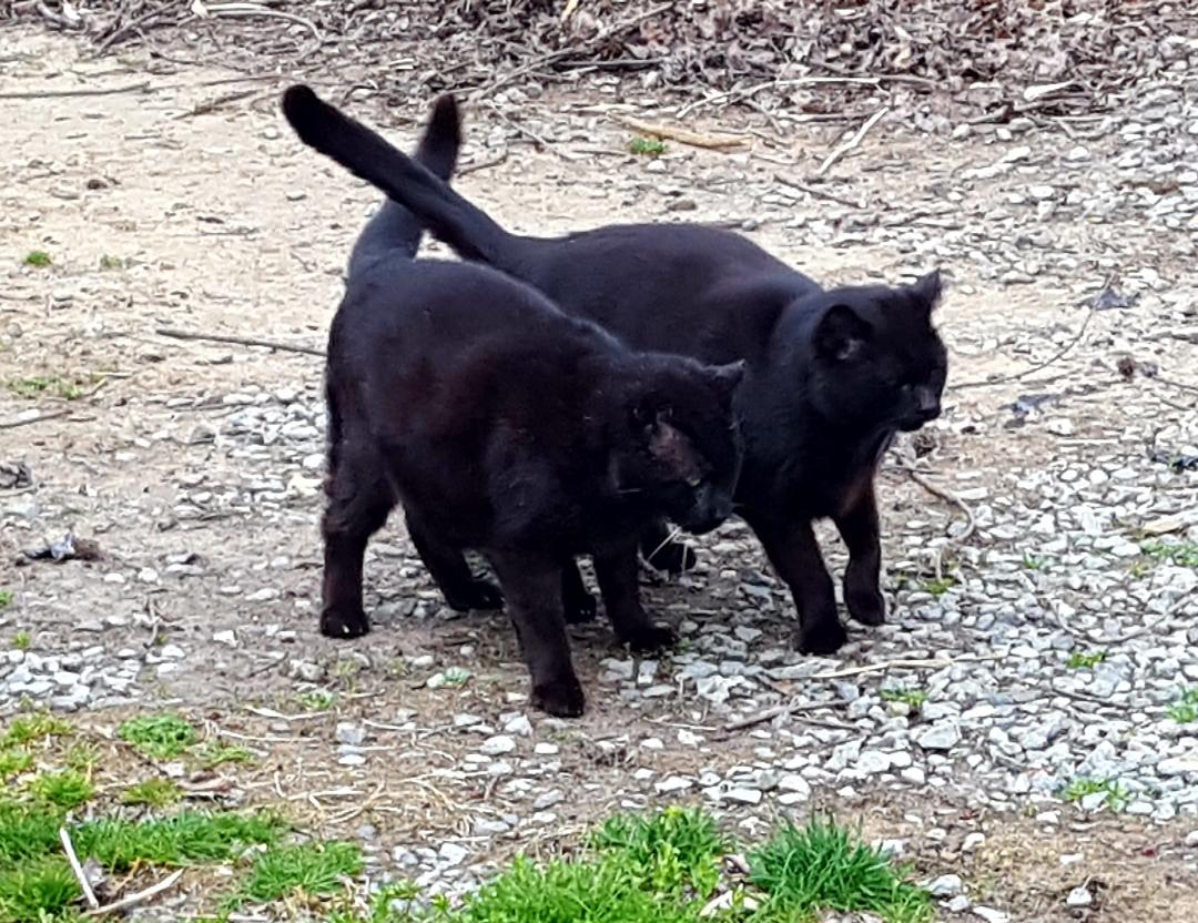 A couple of feral friends! (photo: R. Flyger) #FeralTuesday