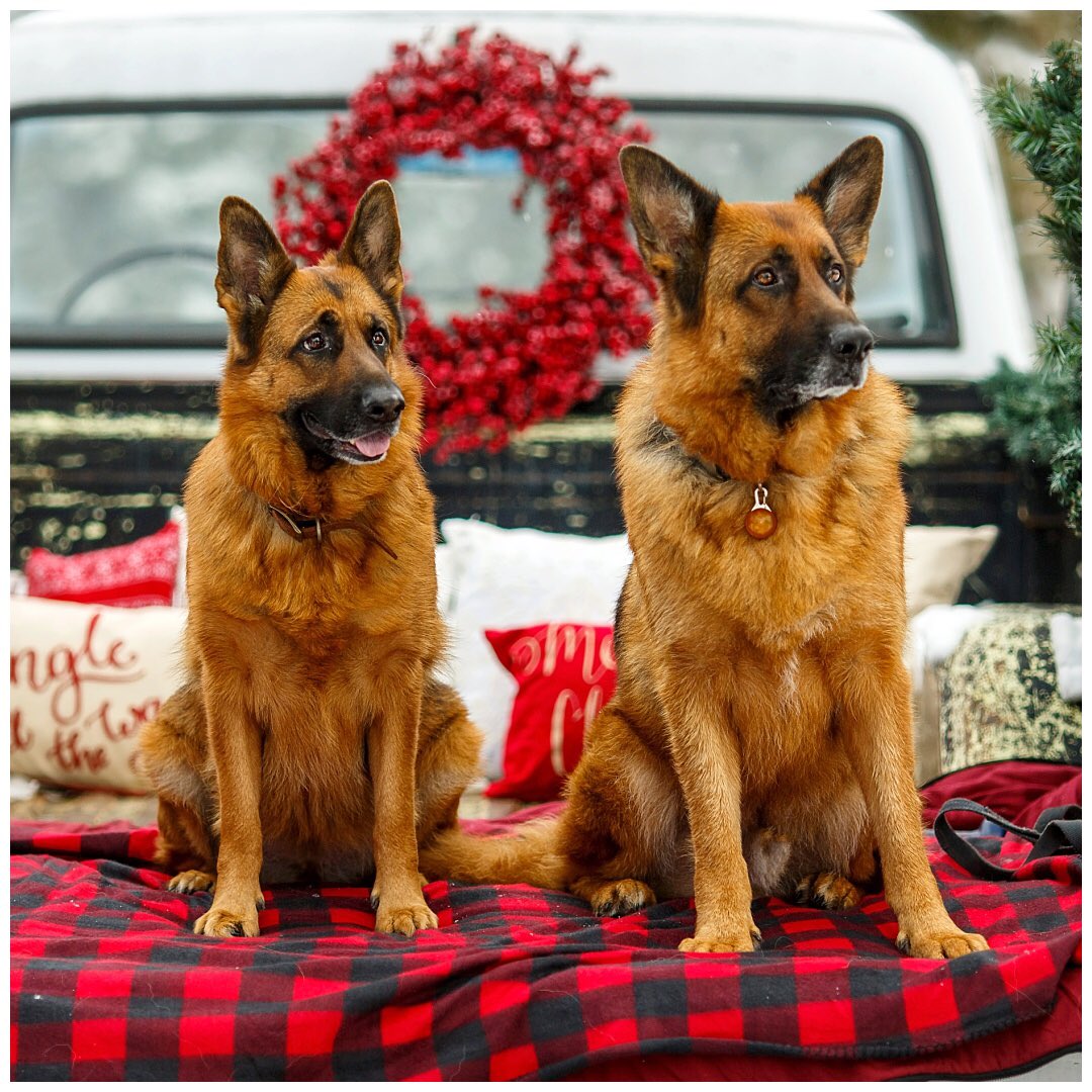 AcklandPhoto's tweet photo. Because dogs are part of the family, too! Side note: how many parents here wish their kids would pay as much attention as these puppers do??? 🙋‍♀ #acklandphotography #acklandfamily #family #familyportrait #hvgb #hvgbphotographer #furbabies #germanshepherd #explorenl #dogslife https://t.co/pTwAptVqMC
