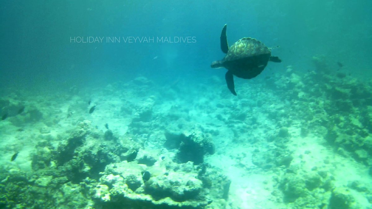 veyvah's tweet photo. Come, learn and enjoyth the abundance of coral, and beautiful fishes. 
Huge discounts on opening offers.
For booking &amp; reservation please contact ☎️+9607595939,
#Maldives #Мальдивы #马尔代夫 #Malediven #Maldive #몰디브 #Maldivas #Veyvah #Maldiverna #môlˌdēvz #モルディブ https://t.co/FZc51zz8i1