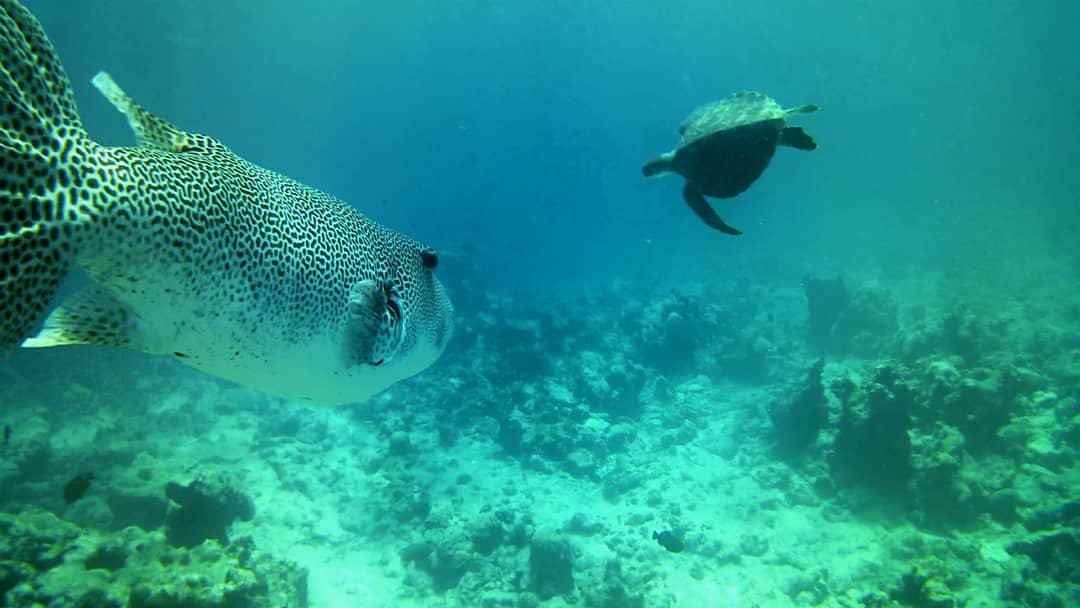 veyvah's tweet photo. Come, learn and enjoyth the abundance of coral, and beautiful fishes. 
Huge discounts on opening offers.
For booking &amp; reservation please contact ☎️+9607595939,
#Maldives #Мальдивы #马尔代夫 #Malediven #Maldive #몰디브 #Maldivas #Veyvah #Maldiverna #môlˌdēvz #モルディブ https://t.co/FZc51zz8i1
