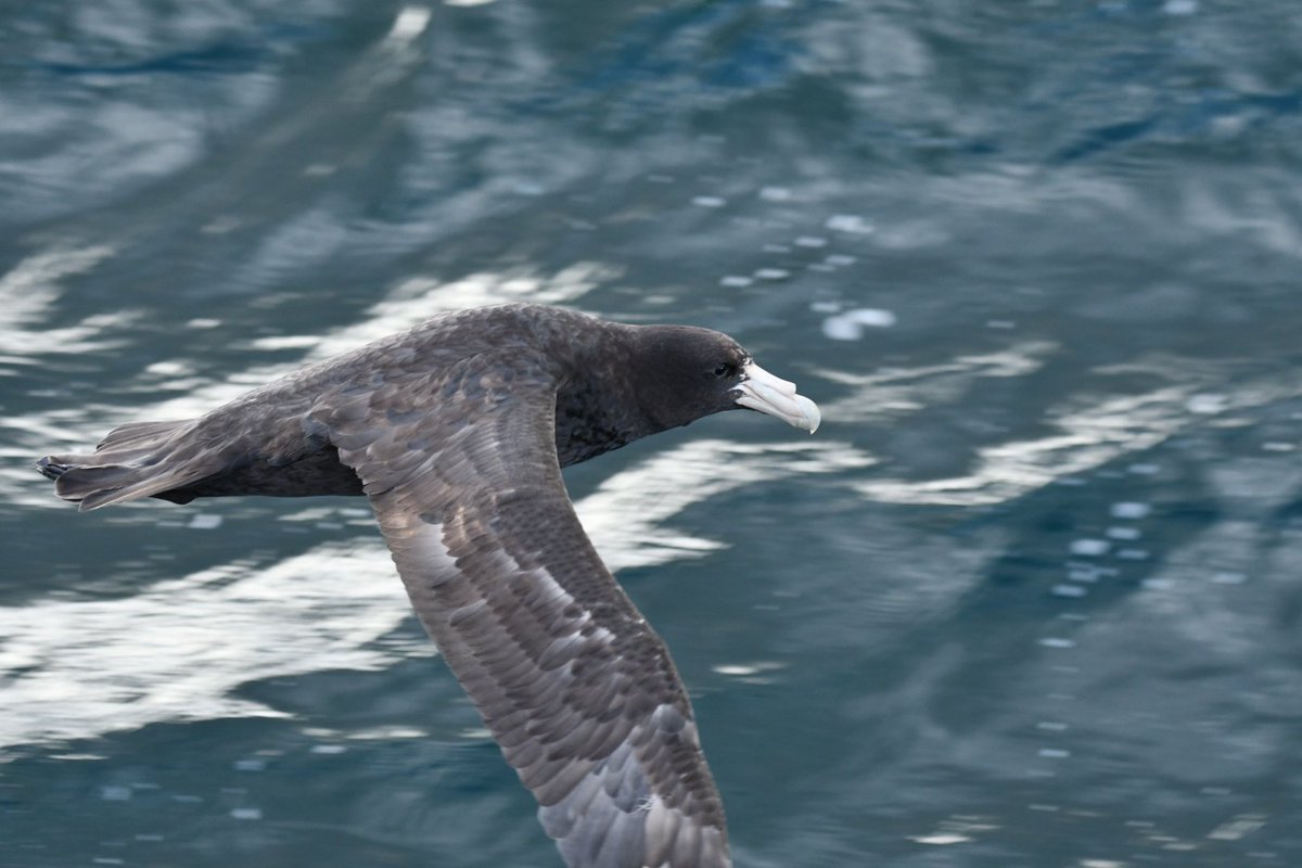 TwentywellT's tweet photo. #southerngiantpetrel #birds #argentina #Patagonia #seabirds #petrel #nikonphotography #wildlifephotography https://t.co/Pa6AZlTnJg