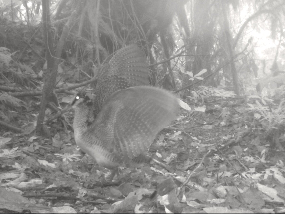 Whoa! I've only just seen that last year <a href="/TheWCS/">WCS</a> has captured the very first image of a Sulawesi woodcock in the wild with a camera trap! Nearly nothing is known about this bird which lives in the highlands of Sulawesi. Check out the size of those wings! #discovery #dreambird