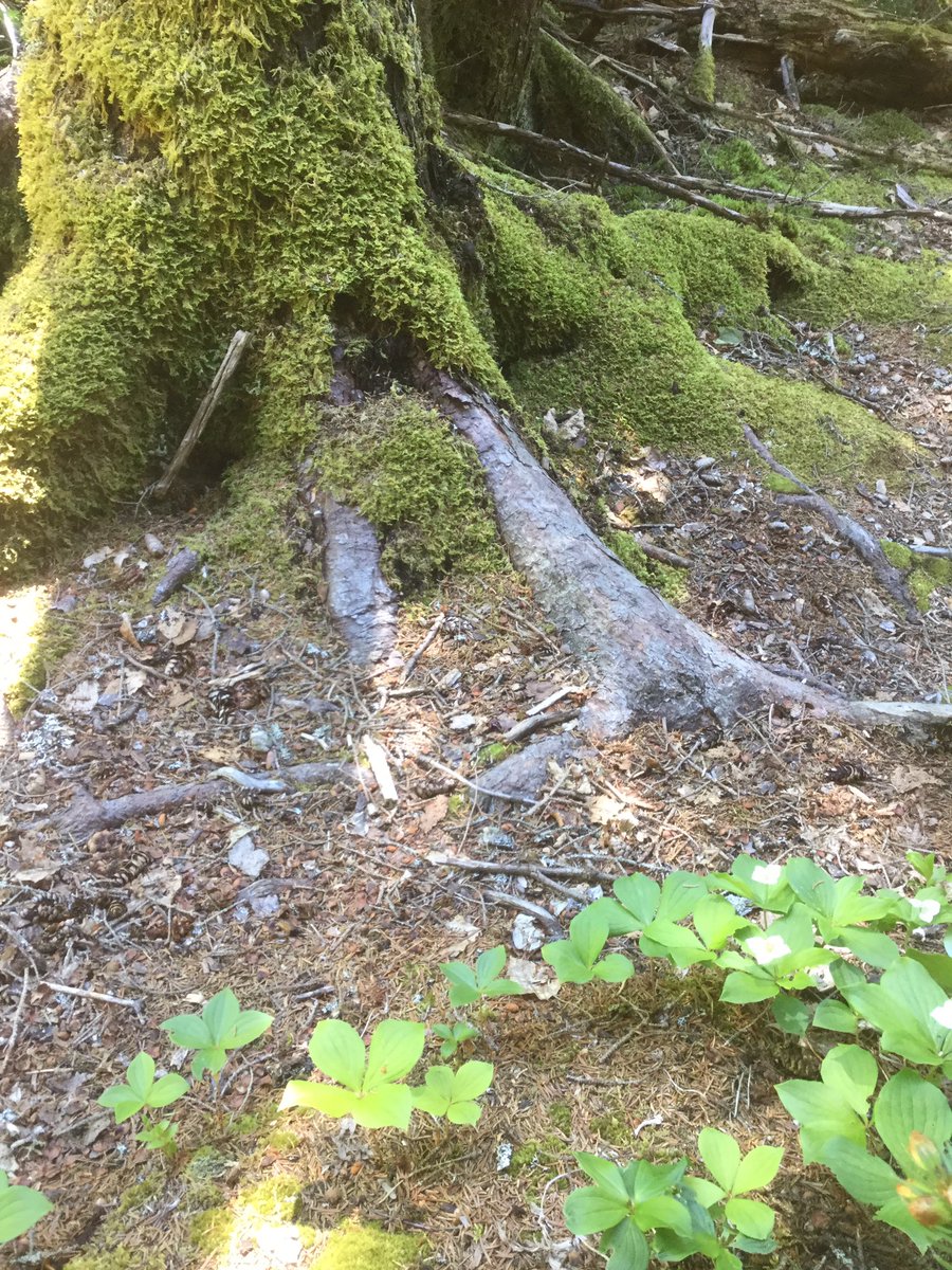 Does anyone else love green moss as much as I do? Just looking at it is like a little vacation for my brain. This photo is from a trail in Cobscook Bay State Park. #naturalnewengland