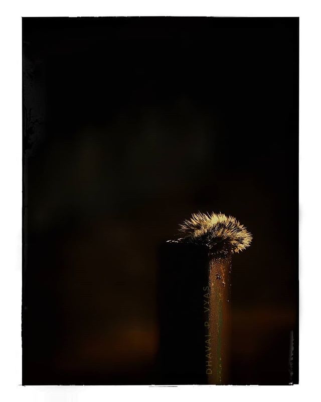 DhavalVyas's tweet photo. Tail of Squirrel
Its her home and she was hiding
#India #WHP #Instagram
#TheWeekOnInstagram #WHPhidden #500px #SPicollective #creativeimagemagazine
#YourShotPhotographer
#CapturedOnCanon #agameoftones #photo #photography #lightbox #photographers_of_ind… https://t.co/9A4cKwKl4x https://t.co/L6H4lI19kG