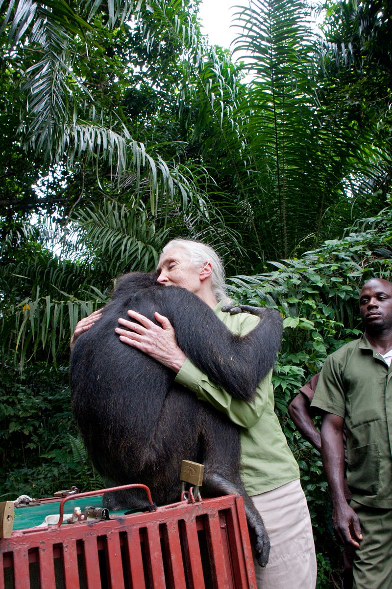 A hug between chimpanzee Wounda and Dr. #JaneGoodall
#chimps #chimpanzees
