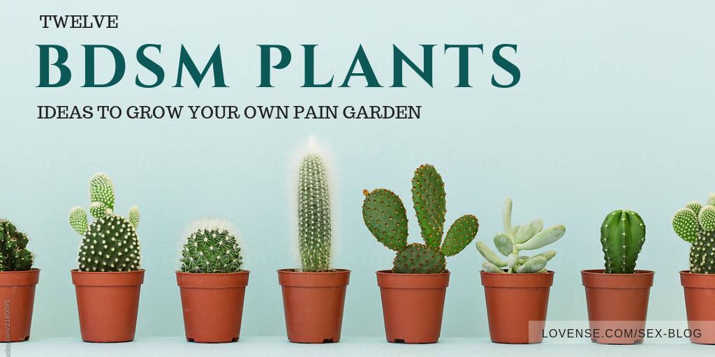 CamModelToys's tweet photo. Grow you're own pain garden! Cute edition to your camming room? #BDSM 
https://t.co/5zR0HL5SIo https://t.co/CXubyqSTbN