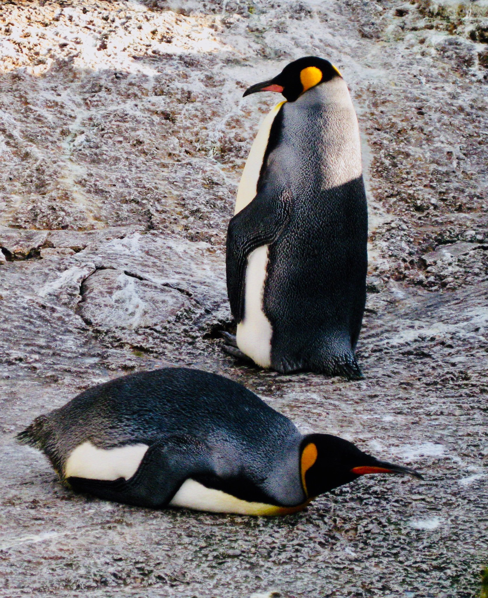 雨森 小夜 これはキングペンギンです アデリーペンギンやコウテイペンギンは勿論so Cuteですがキングペンギンも本当に本当に可愛いです そして寝転がるペンギンはvery Very Bestest Most Marukute Kawaiiestなのです おやすみなさい T Co