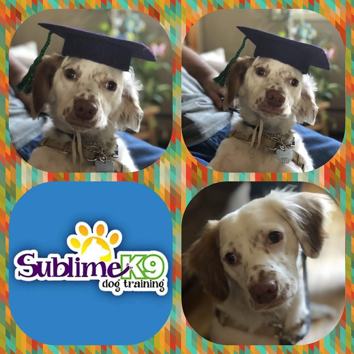 sublimek9dog's tweet image. Sublime K9 Dog Training Graduate 🎓SUGAR

sublimek9dogtraining.com

#resourceguarding #wantagh #stubborndogs #harddogs #doggietransformation #sweetdog #recall #place #love #dogfreckles #longisland #dogtraining