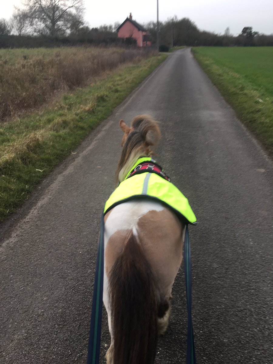 paddockviewcott's tweet photo. @tinyhorsebigego enjoying the #Suffolk countryside today with #paddockview in the distance. https://t.co/ilo8ku6c0c