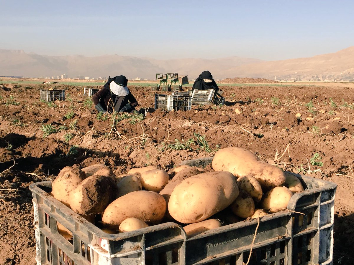 iMoheeb's tweet photo. From today’s harvest in Qaa Alboun area, Amran, #Yemen..

Saad Saadallah a farmer &amp; a client of the #microfinance sector, employing dozens of displaced persons &amp; workers in collecting the potato crop for a wage and a quantity of the farm products...

#SMED
#SFD 
@SFDYemen https://t.co/AQYgmFiLdl