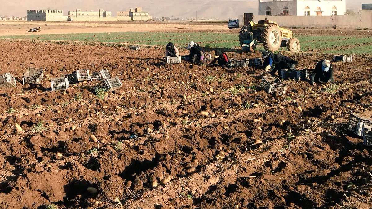 iMoheeb's tweet photo. From today’s harvest in Qaa Alboun area, Amran, #Yemen..

Saad Saadallah a farmer &amp; a client of the #microfinance sector, employing dozens of displaced persons &amp; workers in collecting the potato crop for a wage and a quantity of the farm products...

#SMED
#SFD 
@SFDYemen https://t.co/AQYgmFiLdl