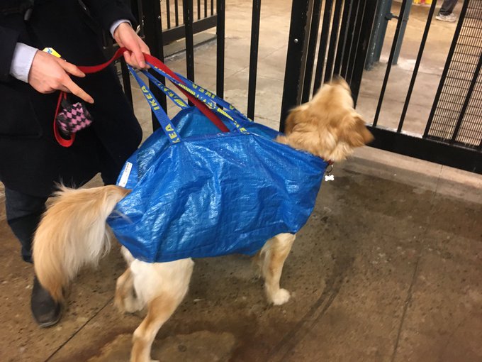 衝撃 Ikea イケアバッグの犬への活用方法 サクラ犬具製作所