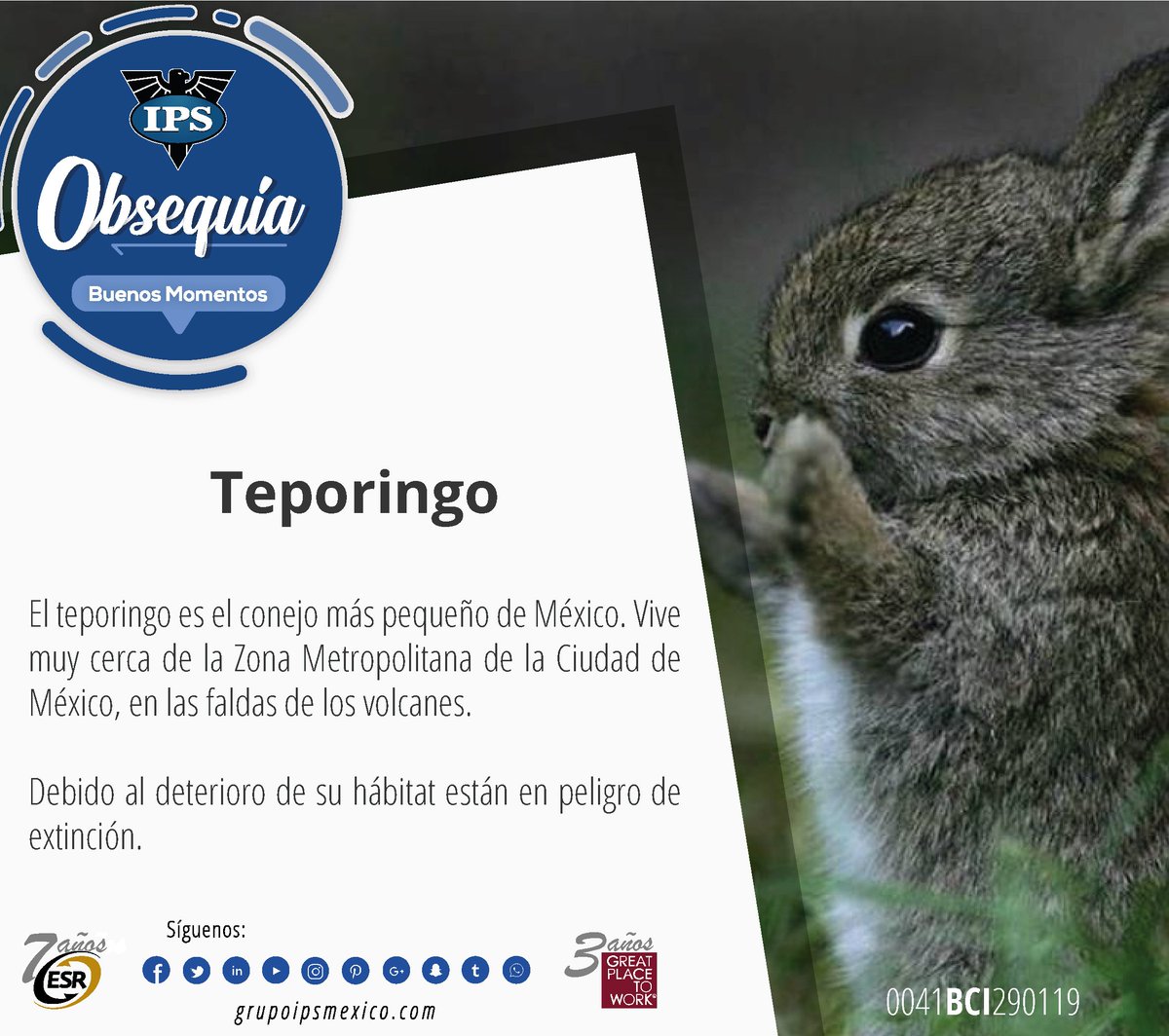 S_GrupoIPS's tweet photo. "Teporingo"
También llamado conejito de los volcanes, el Romerolagus diazi es un pequeño mamífero que habita principalmente en zonas de grandes alturas, o en bosques con vegetación abundante.
#OBSEQUIA #ObsequiaConIPS #BuenosMomentos #RegalaInstantes #Año2019 #México https://t.co/l3mO7g4Asa