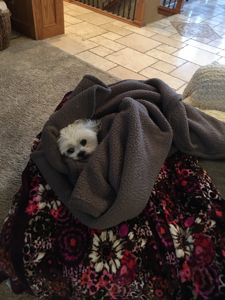 teddy bear maltese shih tzu