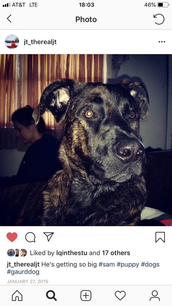 Kaastra95's tweet photo. Anyone in the Mastic/mastic beach/ Shirley area please RT. Two dogs are missing last seen locust and neighborhood. Very important especially with the cold weather coming in tonight. Sam and Bubba. Call or text with any information 6318753550 6318481193 https://t.co/HzeKO11cEY