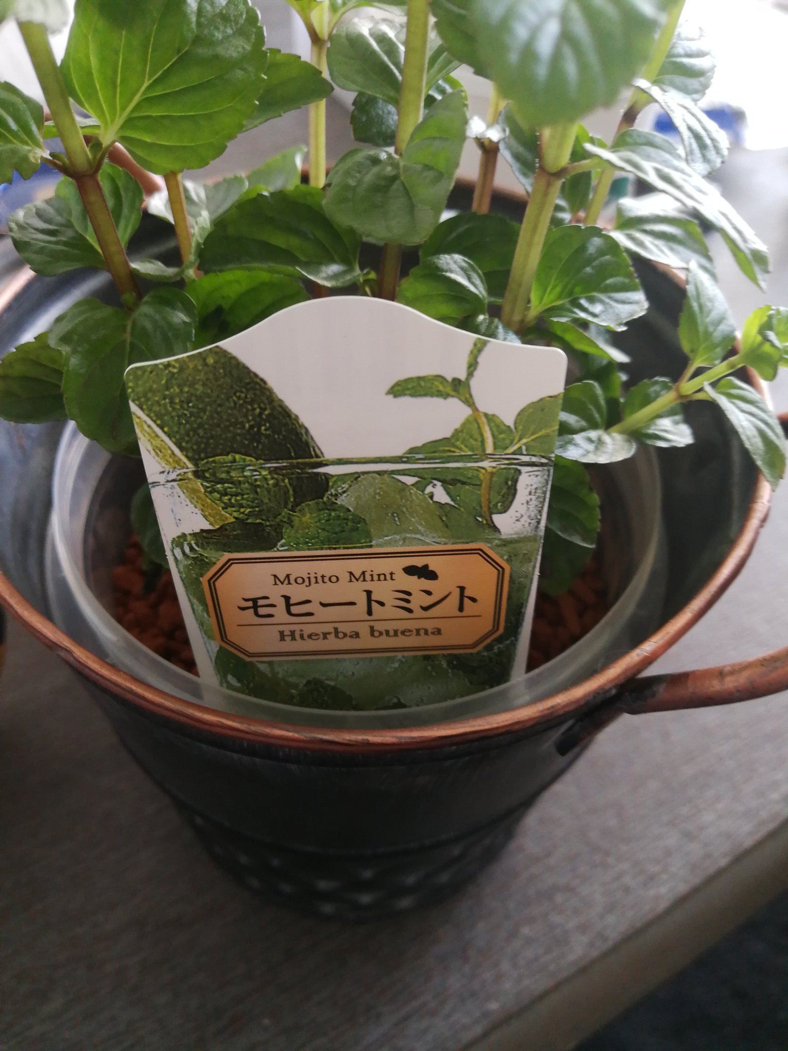 ゆなまる 日曜日東ス01b キッチンハーブを育てようと思って でも室内だし虫が湧いてほしくなくて土をハイドロカルチャーにしたんだけど よく考えたら ハイドロカルチャー用の液肥料って 化学肥料だよね 食べ物にあげていいの か でも土だと小
