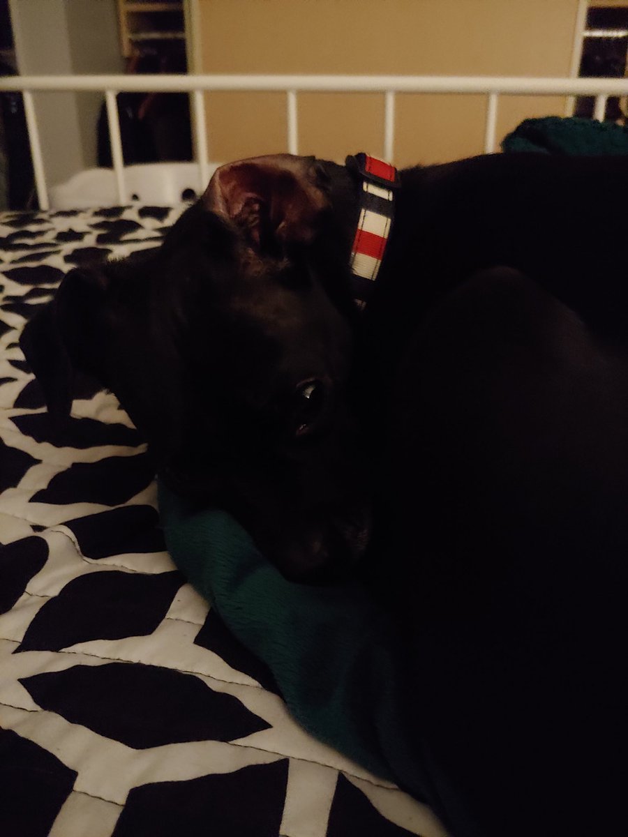 miswriterchick's tweet photo. Just me and El Diablo here cozying up for the night. #authorlife #winter #night https://t.co/HEY869UXSW