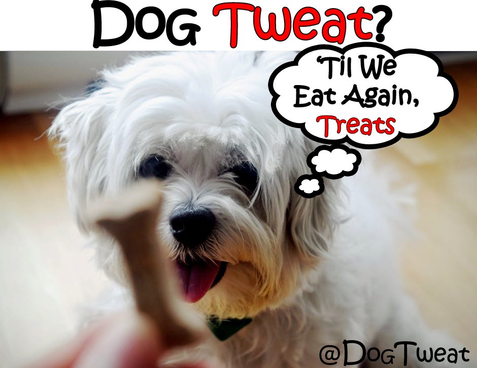 Dog Tweat tweet media
