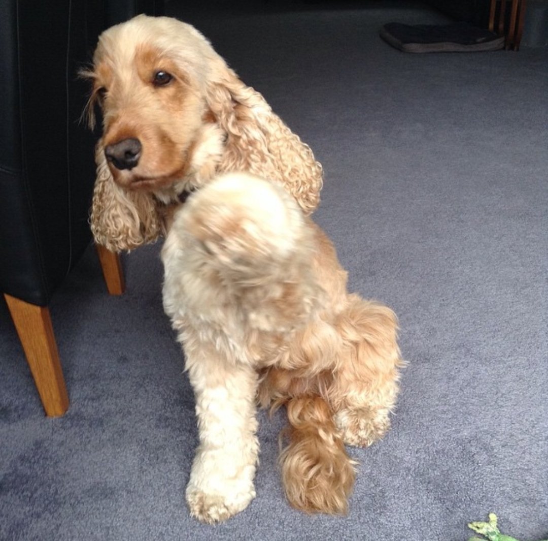 Katie_F18's tweet photo. Got the description spot on for Marvin 🐶 No.5 in the #Top100Dogs #cockerspaniel @Benfogle @sarajcox https://t.co/lHMQn3nIO1