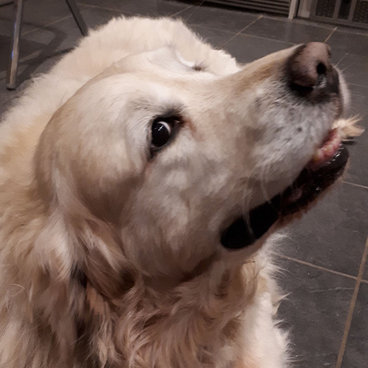 What!! Only number 9 for us Golden Retreivers?! Mind you I quite fancy taking up yoga......what are you up to tomorrow @TheVickyMD? #Top100Dogs