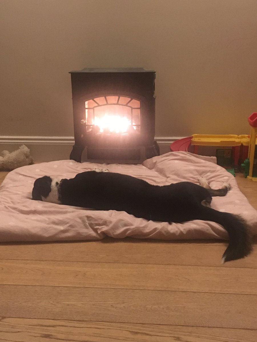 Today’s 4 stages of collie contentment:  
1. Run around in the snow  
2. Run around in the snow                      3. Run around in the snow                     4. Snooooooze                                         Repeat tomorrow.